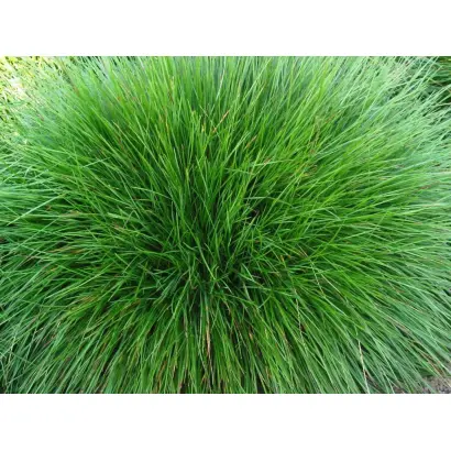 СЕВЕРЯНКА 6