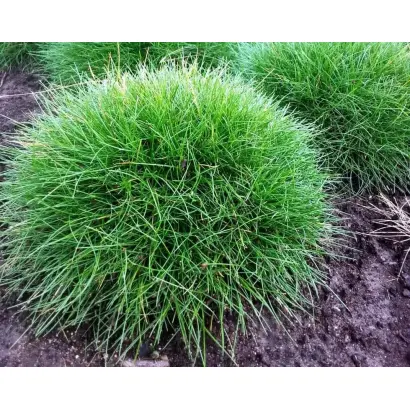 КРАСНОДАРСКАЯ 36