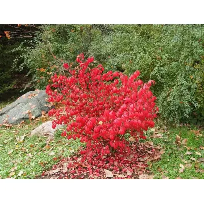 БЛЭЙДРАННЕР 2