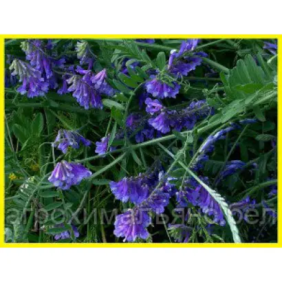 ЛУГОВСКАЯ 3