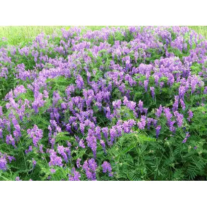 ГЛИНКОВСКАЯ