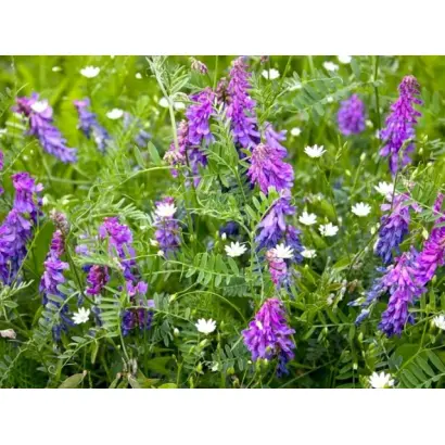 НЕЖНОСТЕБЕЛЬНАЯ