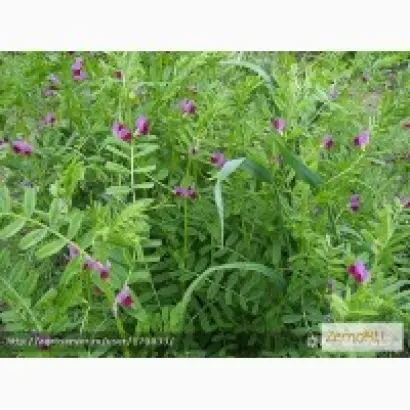 ЯРОСЛАВСКАЯ 136