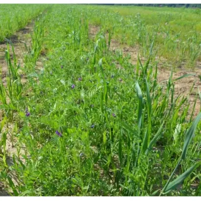 НЕМЧИНОВСКАЯ ЮБИЛЕЙНАЯ