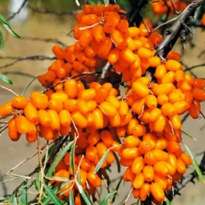 ПРЕВОСХОДНАЯ