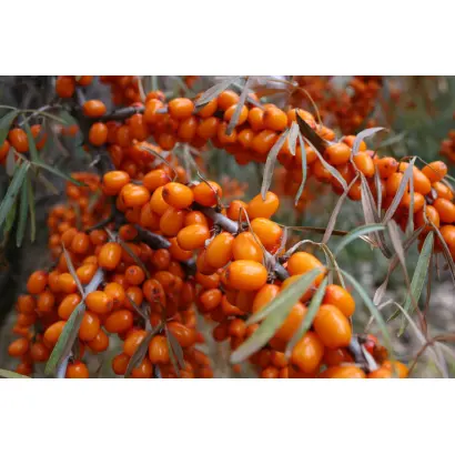 БОТАНИЧЕСКАЯ