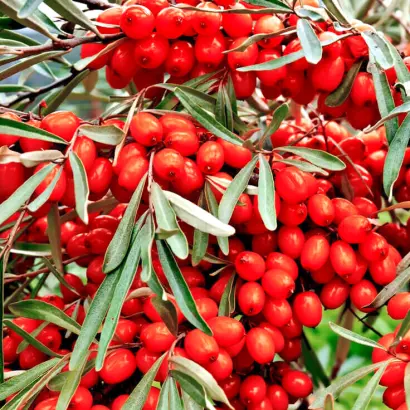 КРАСНОПЛОДНАЯ