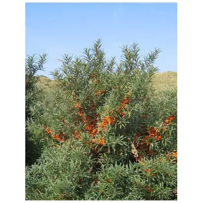 ТРОФИМОВСКАЯ