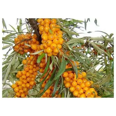 ПОДАРОК САДУ