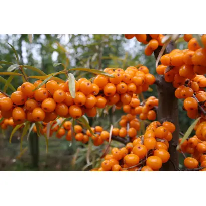 БОТАНИЧЕСКАЯ ЛЮБИТЕЛЬСКАЯ