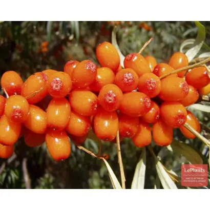 ГИБРИД ПЕРЧИКА