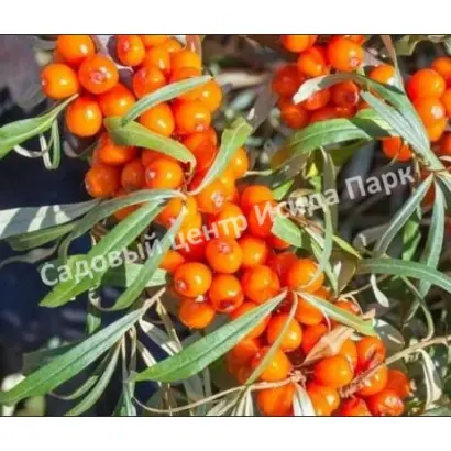 МОСКОВСКАЯ ПРОЗРАЧНАЯ