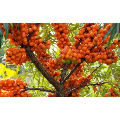 МОСКОВСКАЯ АНАНАСНАЯ