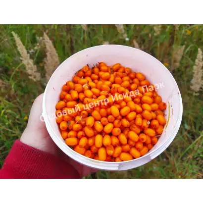 ВАТУТИНСКАЯ