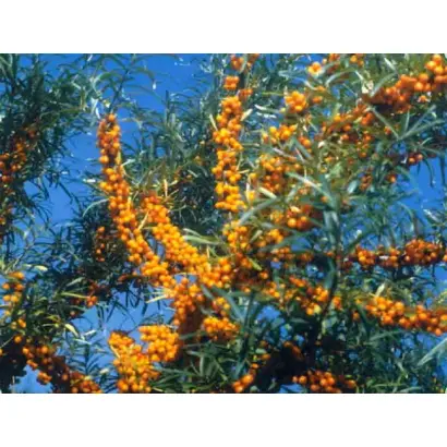 ГОМЕЛЬСКАЯ