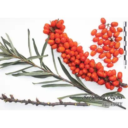 ЗВЕЗДНЫЙ ПУТЬ