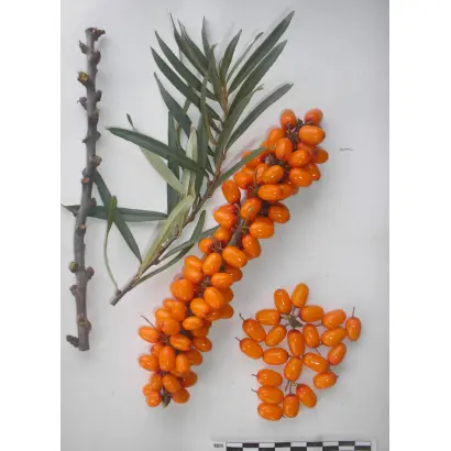 ЛУННЫЙ СВЕТ