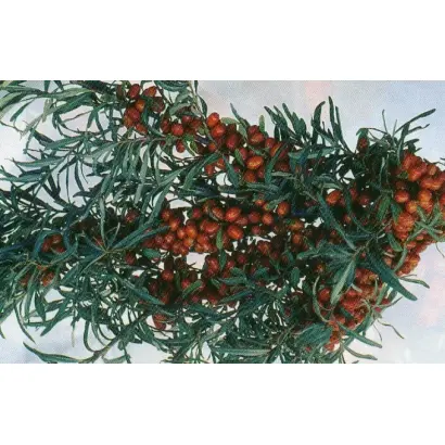 БАЙКАЛЬСКИЙ РУБИН