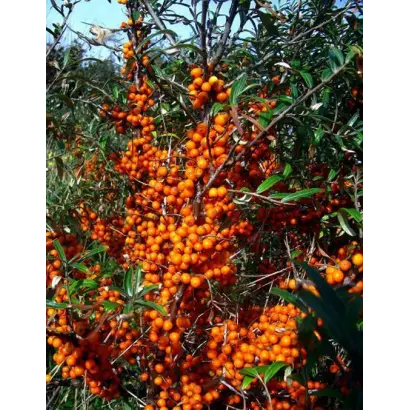 МОСКОВСКАЯ КРАСАВИЦА