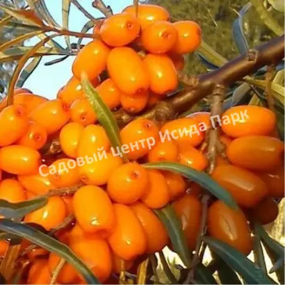 ТАСХАНОВСКАЯ