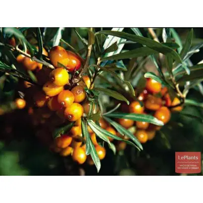 ДАР КАЗАКОВУ