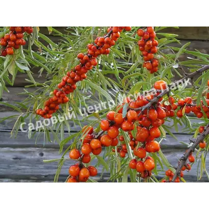 ПАМЯТИ ЗАХАРОВОЙ