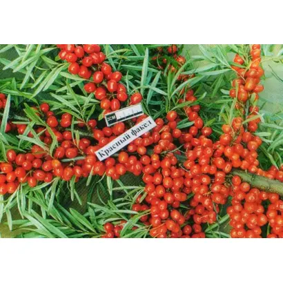 КРАСНЫЙ ФАКЕЛ