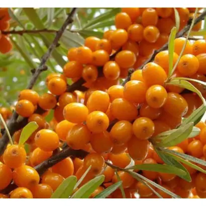 ЗОЛОТОЙ КАСКАД