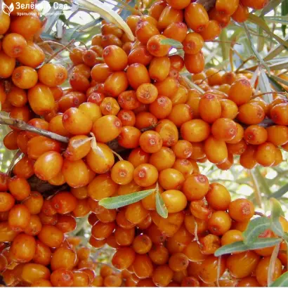 ЖЕМЧУЖНИЦА