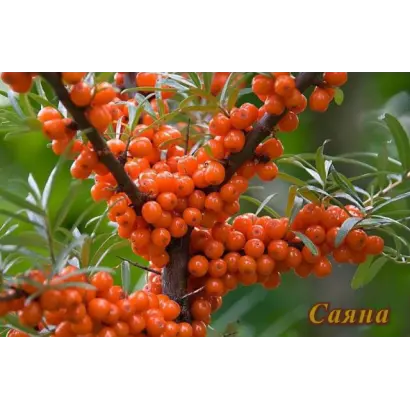 ЗАХАРОВСКАЯ