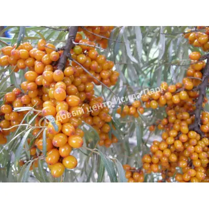 РОСТОВСКАЯ ЮБИЛЕЙНАЯ