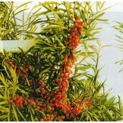 ОГНИ ЕНИСЕЯ