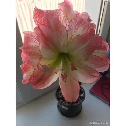 УТРЕННЯЯ ЗАРЯ