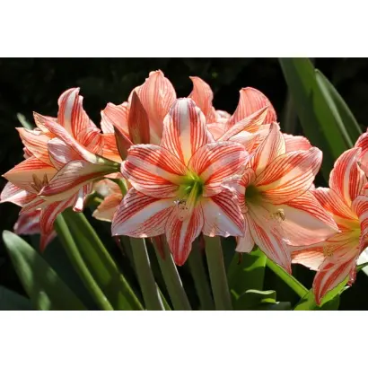 СЕДОЙ КАВКАЗ