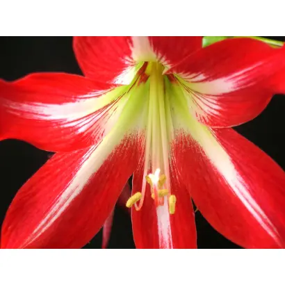 ЗВЕЗДА ОКТЯБРЯ