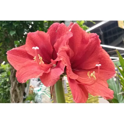 КРАСНАЯ ПОЛЯНА