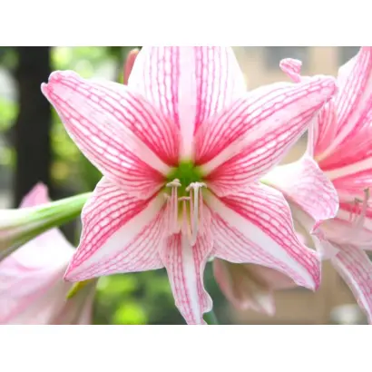 ЛАСКОВЫЙ МАЙ