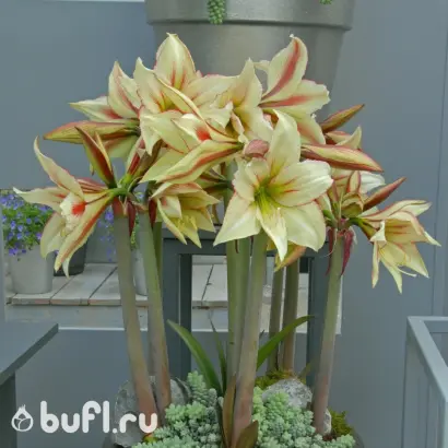 МАГИЯ ВЕСНЫ