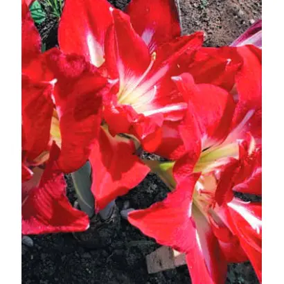 ФЕДОР ШАЛЯПИН