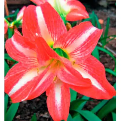 ГАЛИНА ШИПАЕВА