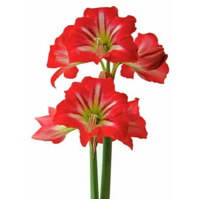 ВЕЛИКИЙ МОЦАРТ