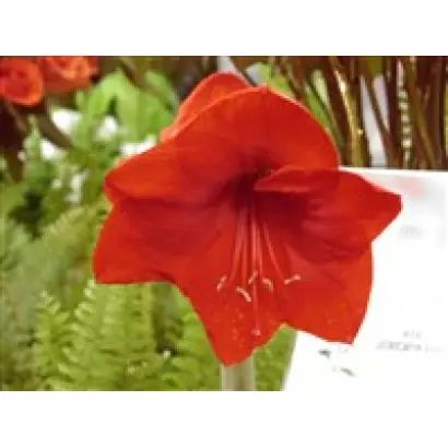 КРАСНЫЙ ЛУЧ