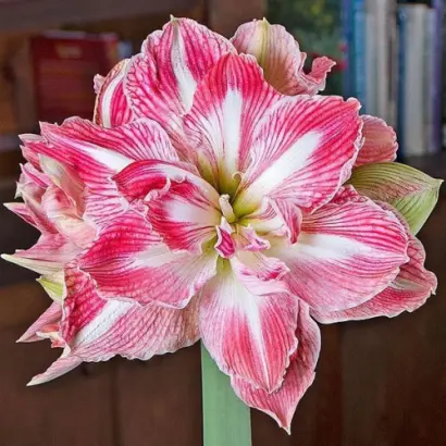 РОЗОВЫЙ СОН