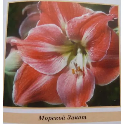 КНЯЗЬ МИХАИЛ