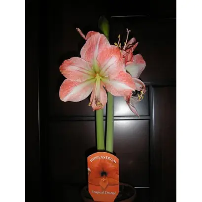 ПРИНЦЕССА АНАСТАСИЯ