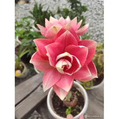 СИЯНИЕ ВЕСНЫ