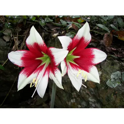 ВЕЧЕРНЯЯ ЗВЕЗДА