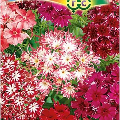 ЗВЕЗДНОЕ КРУЖЕВО