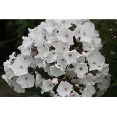 БЕЛОСНЕЖКА