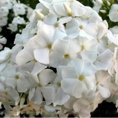 ГОЛУБЬ МИРА